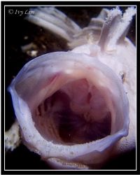White Frogfish Mouth Displaying by Ivy Lim 